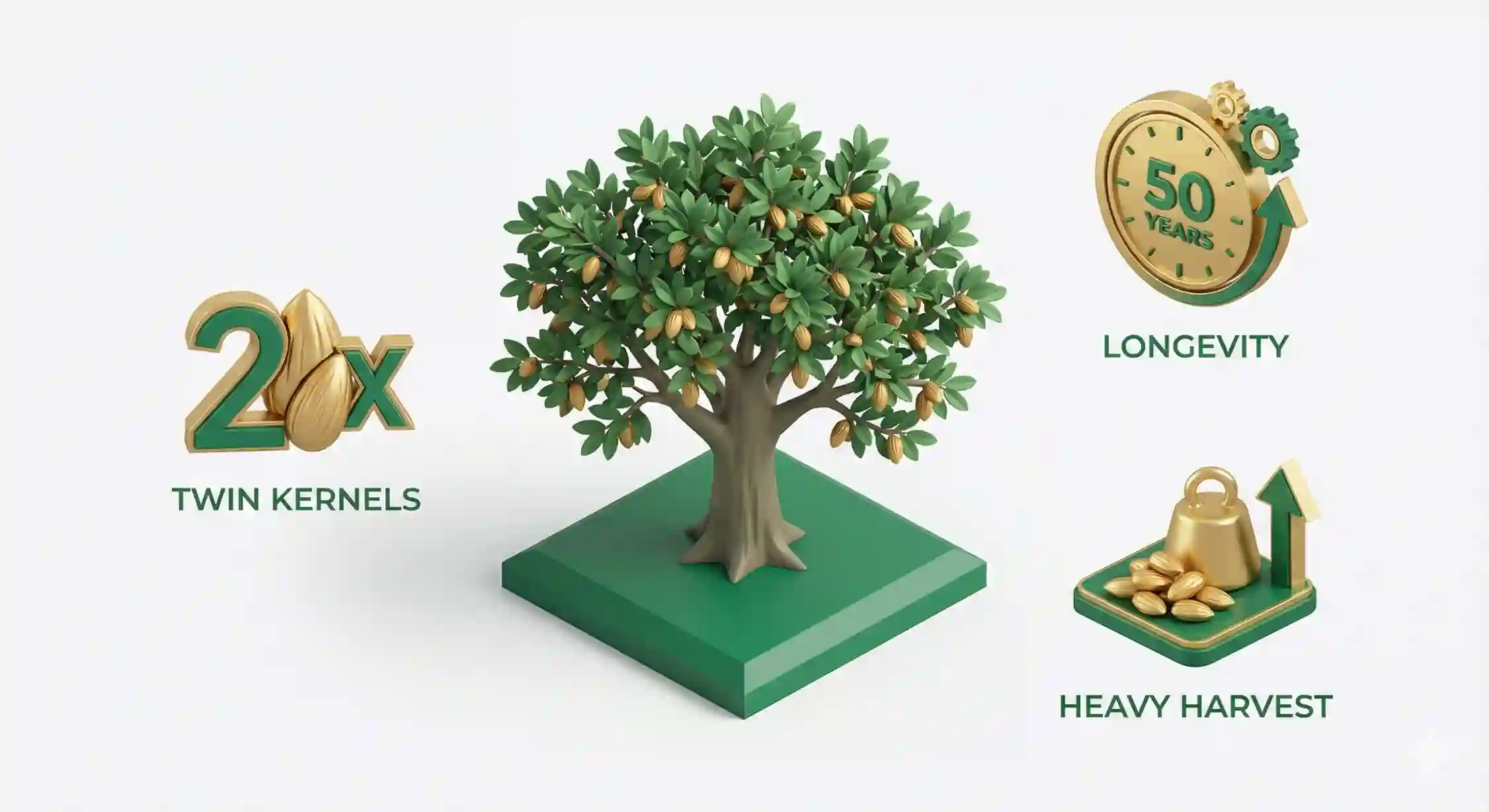 اینفوگرافیک میزان باردهی و ویژگی‌های فنی درخت بادام مامایی.