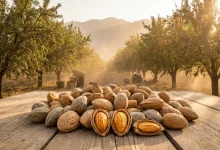 نهال بادام مامایی؛ طلای سبز صادراتی و نقشه راه ثروتمند شدن باغداران