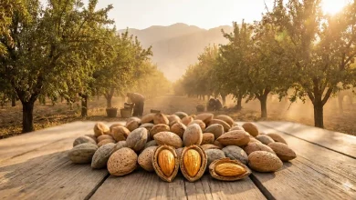 نهال بادام مامایی؛ طلای سبز صادراتی و نقشه راه ثروتمند شدن باغداران